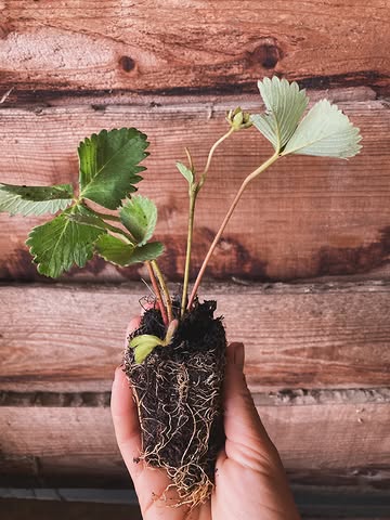🍓📣 Biologische aardbeiplantjes te koop aan €1/stuk in het schuurtje. Nu planten = lekkere aardbeien smullen in mei/juni volgend jaar!

P.s. Het zijn juni dragers, maar ze produceren druppelsgewijs nog wat voort gedurende de rest van het seizoen 😉