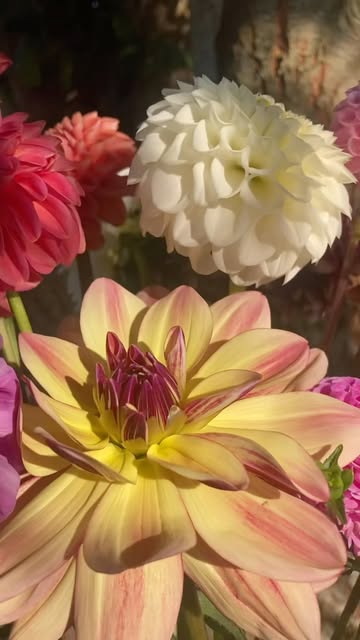 📣 Wij hebben hier zoveel moois en lekkers voor jullie! Op dit moment: tomaten, herfstframbozen, dahlia’s en suuuuuuperveel andere bloemen. Asters, zinnia’s, zonnebloemen, gladiolen, limonium, goudstrobloem, enzovoort en zo verder ✨

🕖 Wij zijn open van zonsopgang tot zonsondergang
🧺 Bedien jezelf
💶 Afrekenen kan aan de kassa in het schuurtje

Tot bloems 🌼