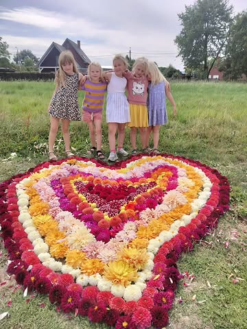 Een hart vol bloemen! De dahlia's die te ver zijn knippen we af om de bloei te stimuleren. Ideaal om ons eens goed te amuseren met deze vrolijke dames!
Wat een mooi teamwork ❤️❤️🌸🌸🌸❤️❤️

#eenhartvolbloemen
#dahlialove
#biologisch
#spelenophetveld