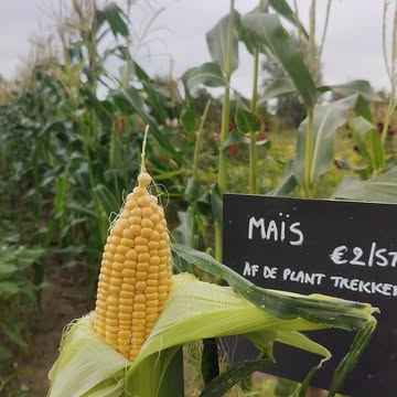 🌽🌽🌽Heerrrrrrlijk zoete suikermaïs, te koop in het schuurtje of te plukken op het veld. Wacht niet langer want het maïsseizoen is kort!
Superlekker in de oven of geroosterd in de pan, zout erop en tanden erin, grrrr 🌽🌽🌽