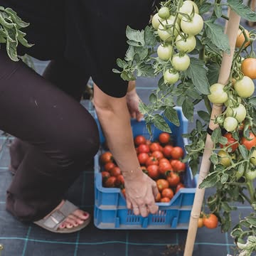 Krijg jij net als wij ook geen genoeg van (biologische! lokaal geteelde! smaakvolle!) tomaten? Goed nieuws voor jou! Er hangen opnieuw kilo's rode, rijpe tomaten aan de planten. Je hoeft ze dus absoluut niet ver te zoeken 🍅🧺😎