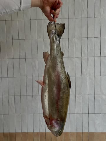 At Klee, we work with whole fish that we age ourselves. We follow the fin-to-gill principle – the fish equivalent of nose-to-tail. This approach allows us to make the most of each animal and give every part the attention it deserves. Different parts of the fish return throughout our menu in various forms — spread across several courses, each with its own character and preparation. In this way, we create a menu that’s not only about flavour, but also about respect for the product and the craft.

We’ve updated our website with an example menu, please keep in mind this serves merely as a reference.

Bij Klee werken we met hele vissen die we zelf rijpen. We volgen het fin-to-gill principe – de visvariant van nose-to-tail. Zo halen we het maximale uit elk dier en geven we elk onderdeel de aandacht die het verdient. Elk deel van de vis keert op verschillende manieren terug in ons menu — verspreid over meerdere gangen, elk met een eigen karakter en bereiding. Op die manier ontstaat een menu dat niet alleen draait om smaak, maar ook om respect voor het product en de ambacht.

Op onze website vind je een voorbeeldmenu, deze dient enkel als referentie.