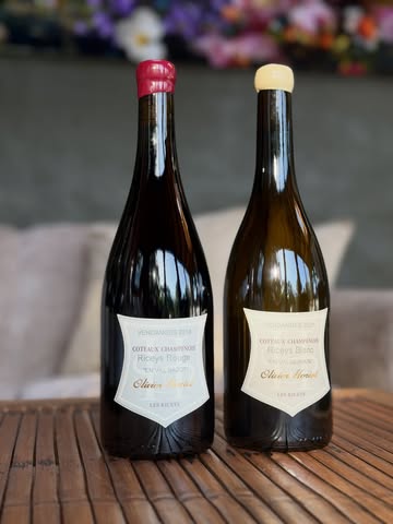 Riceys - vins fins champenois, tranquilles
Vins de longue garde (5 à 15 ans)
Coteaux champenois Olivier Horiot

Vins en biodynamie, non filtrés et non collés.

Disponible chez @natornot_vinnature
Pro horeca et entreprises : contactez-nous.
Particuliers : www.natornot.com ou contactez-nous

📩 Info@natornot.com

#coteauxchampenois #champagnenature #champagne #import #belgique

@horiotolivier