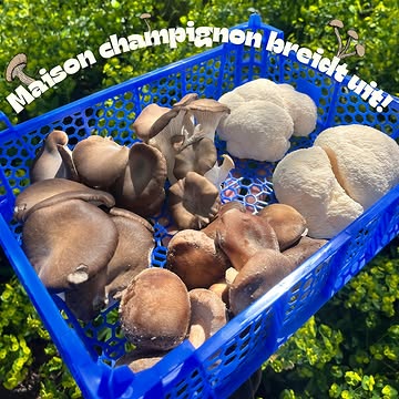 Wij hebben niet stil gezeten! 🍄‍🟫☀️

De zomer brandt de laatste dagen! Geniet van de zon, de koude drankjes en de lachende gezichten! Wij beschermen onze paddenstoelen van deze hitte en zullen in july en augustus niet meer op de ambachtenmarkt in Leuven te vinden zijn!

Wij blijven wel kweken voor onze lieve horecazaken & trouwe abonnees, dus wil jij ook graag Leuvense paddenstoelen of onze productjes eens proberen?
Stuur een DM! 📩
(Of bezoek onze website!)

Tot in September op de markt!
(Of aan onze deur!) 🏡

Tekeningen door @low_iq__vg 🧑‍🎨