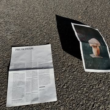 We staan weer in de krant!!

De Pruikzwam doet zijn ding in @destandaard . Merci @barbara.serulus voor het fijne gesprek over waarom en hoe mijn vader en ik de pruikzwam/Lionsmane zijn beginnen kweken, en wat hem uniek maakt!

Plus: 2 recepten om meteen zelf aan de slag te gaan!

Proeven?
 🥬 @entropyrestaurant_brussels
 🍆 @restaurantcumlaude

Of kom hem uithalen om er zelf mee te kokerellen.
Bestellen? ➡️ Link in bio!

Shoutout naar de vrouw op de markt die ons het artikel is komen brengen! 😘