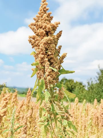 Zoom sur notre quinoa belge 🌾

Des champs à votre assiette, notre quinoa est cultivé 100 % bio sur le sol belge 🌱🇧🇪

Naturellement sans gluten et riche en protéines, il se déguste aussi bien en salade, chaude ou froide, qu’en accompagnement. Bref, il s’adapte à toutes vos envies 👀

Et vous, vous l’avez déjà testé dans vos recettes ? 💚
***
Zoom op onze Belgische quinoa 🌾

Van het veld tot op je bord: onze quinoa wordt 100% biologisch geteeld op Belgische bodem 🌱🇧🇪

Van nature glutenvrij en rijk aan eiwitten. Heerlijk in een warme of koude salade, als bijgerecht of gewoon volgens je eigen inspiratie 👀

En jij, heb je onze quinoa al eens geprobeerd in je recepten? 💚

#quinoabowl #madinbelgium #protéines #localproducts #bioproduct