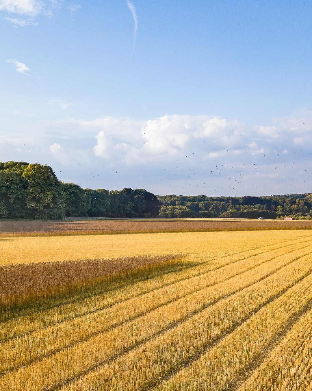 Petit coup d’œil du côté de nos champs 🌾👀

C’est ici que tout commence 💚

Des cultures belges, du travail, du temps et beaucoup de passion avant de retrouver nos produits dans vos assiettes 🇧🇪🌱

On ne se lasse jamais de voir la nature faire si bien son travail ✨

***
Even een kijkje op onze velden 🌾👀

Hier begint het allemaal 💚

Belgische teelten, werk, tijd en heel veel passie voordat onze producten op je bord belanden 🇧🇪🌱

We blijven het prachtig vinden om de natuur zo mooi haar werk te zien doen ✨

#AgricultureBelge #LocalBelge #Bioproduct #DuChamp #agricultural