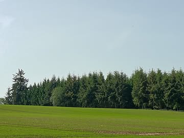 Nous sommes bien arrivées..
Nos abeilles ont quitté les champs de colza pour prendre la route des Ardennes.. 🌲
