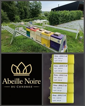 ☀️ Ces derniers jours, les températures sont très élevées et la chaleur semble vouloir s’installer encore quelque temps.

Nos abeilles souffrent elles aussi de ces fortes chaleurs, c’est pourquoi nous veillons à remplir régulièrement les abreuvoirs afin qu’elles disposent de suffisamment d’eau.

Du côté de l’élevage, les fécondations sont en cours avec 5 nouvelles reines vierges.

Enfin, nos visites de ruches sont adaptées en fonction des conditions météorologiques afin de limiter le stress des colonies pendant cette période de forte chaleur.

Belle semaine à vous ! 🖤