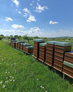 La Maison Nokin recrute un(e) Commercial(e) Indépendant(e).
Entrée en fonction : 1er septembre.

Dans le cadre de son développement, la Maison Nokin recherche un(e) commercial(e) indépendant(e) passionné(e) par les produits d'exception et le contact humain.

Vous aurez pour mission de développer la commercialisation de nos miels haut de gamme, de notre pollen, ainsi que de nos services apicoles auprès des professionnels.

Nous recherchons une personne autonome, dynamique, dotée d'un excellent sens relationnel et animée par le goût du défi.

Nous vous offrons un cadre de travail privilégié, au cœur de la nature, où l'excellence, le respect du vivant et l'authenticité sont les valeurs qui guident chacune de nos actions.

Statut requis : Commercial(e) indépendant(e) uniquement.

Vous souhaitez représenter une marque engagée dans la valorisation des produits du terroir belge et la préservation de l'abeille noire..

Rejoignez une entreprise ambitieuse où la qualité est une véritable signature !

Envoyez votre candidature à :
maison.nokin@gmail.com