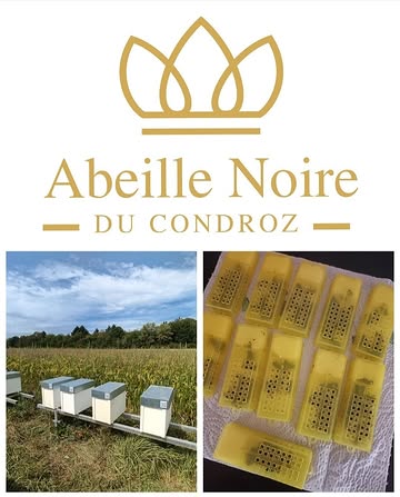 En route vers 2027.. 🖤
Nos 10 nouvelles reines d'abeille noire ont désormais pris place dans leurs ruchettes. Ainsi s'achève cette période d'élevage.