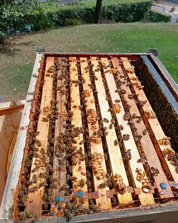 La saison touche à sa fin...
Nous terminons d'hiverner nos dernières colonies. Certaines de nos abeilles ont bénéficié d'un traitement afin de limiter la propagation du varroa, ainsi que d'un apport en sirop en ce début d'automne.
Le changement des reines se fera début printemps.. 🖤