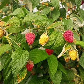 Volop frambozen 🥰😍🤩
De hoevewinkel is open op woensdag, vrijdag en zaterdag- ook op zaterdag 15 augustus. Welkom!