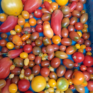 Tomaten, nog lekkerder dan ze eruit zien 🥰😍🤩