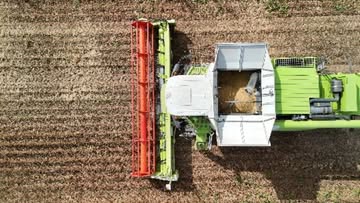 Harvest of belgian soybean 🫛
Cultivated in La Falize 🇧🇪
Soon to be fermented. Bottled in 2 years

#soysauce
#soybean
#belgian
#domainelafalize
#oraio
