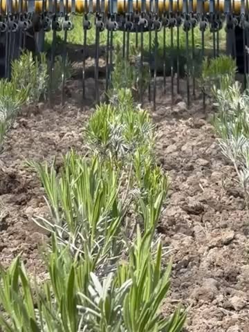 Kiemende onkruidjes, die smoren we in de kiem met onze geveerde wiedeg. Zachtaardig voor onze plantjes maar meedogenloos voor diegene die net de kop opsteken.