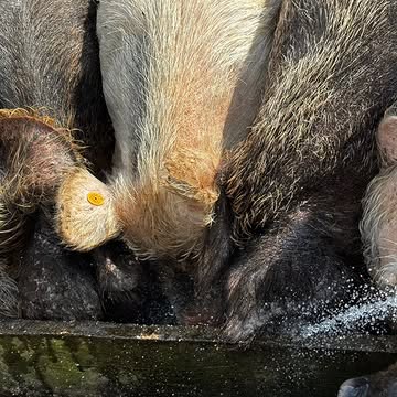 Er wordt water gegeven en gedronken. Er wordt traktor gereden. Er wordt water gegeven en gegroeid. En tenslotte wordt alles met een dekentje van zorg en liefde toegedekt,