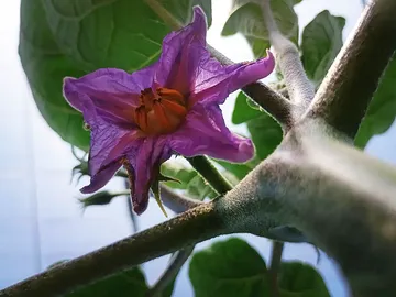 🍃 La vie, tout simplement 🌻

🪱🍄‍🟫 Celle que l'on veut protéger 🐞🐝
🍅🥕 Celle que l'on veut partager 🥬🫜