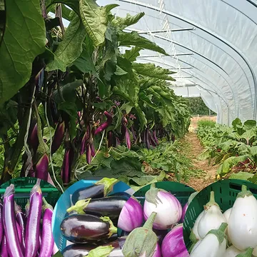 Il est grand temps de faire un gros plan sur nos légumes !

Alors commençons en beauté avec les aubergines 🍆 ! Variétés pink lady, black beauty, Léa et Clara.

Les concombres 🥒 variété cumlaude

Les magnifiques et délicieuses tomates anciennes et cerises 🍅

De variétés diverses et variées, notamment green zebra, defiant, sakura, toronjina, trilli, black cherry, ...

Les poivrons 🫑

Variétés diverses dont violetta, tender, chocolat, corno giallo, kostas, ...

Les superbes courgettes et pâtissons, ainsi que leurs fleurs 🌼.

Variétés strike, luneor, lingodor, zaphito, ...

Nos différentes jeunes feuilles et laitues 🥗

Dans nos mélanges : mizuna, moutarde, wazabino, salanova, ...

Nos laitues sucrines, lollo verde et rossa, batavia verte et rouge, ...

Le célèbre céleri

Les betteraves 🫜

Variétés chioggia, golden et boro.

Le fenouil, variété preludio.

Les échalotes et oignons ciboules 🧅

Les carottes 🥕

Variétés rouge sang et napoli.

Et deux cultures presque prêtes qui se font attendre : les melons 🍈

Et pastèques 🍉

Nous avons également des aromatiques pour assaisonner vos plats 🍃

Différents basilics : grand vert, petit vert, thaï, pourpre, sacré, ...
De la ciboulette, aneth, coriandre, thym, romarin, menthe, sariette, sauge, persil, livèche et centoline.

Ainsi que des ravissantes fleurs comestibles 🏵️

Soucis, cosmos, œillets, capucines, amarante, ...

Venez mettre de la couleur dans vos assiettes ! 😁🥗

Nous vous accueillons tous les mercredis de 14 à 18h sur notre kiosque à la Hulpe!

Nous vendons également des abonnements paniers.

Rendez-vous sur le parking des Terres d'ici 😁
Chaussée de Bruxelles, 117 - 1310 la Hulpe