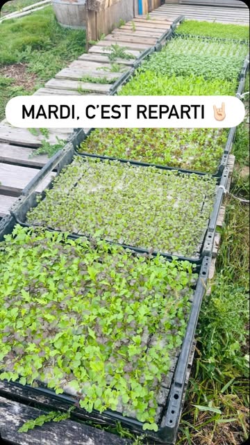 C’est reparti… un petit mardi de plantations : moutarde, mélange asiatique, mizuna, coriandre, épinard, cerfeuil, mesclun… plein de ptites herbes à croquer d’ici déjà quelques jours pour certaines 😋👩🏼‍🌾🌱
@archenterre #plantations #microbiote #préparationautomne