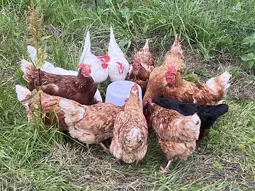 🐔 Kippen te koop! / Poulets à vendre ! 🐔

Onze biologische vleeskippen zijn er weer! Opgegroeid in de buitenlucht, met alle ruimte om kip te zijn. 🌿

👉 Bestel nu je kip via het online formulier of kom langs in onze hoevewinkel of op de markt van Tour & Taxis.

Nos poulets biologiques sont de retour ! Élevés en plein air, avec tout l’espace nécessaire pour vivre comme de vraies poules. 🌿

👉 Commandez votre poulet dès maintenant ou venez nous rendre visite au magasin à la ferme ou au marché de Tour & Taxis.

🍗 Hele en versneden kippen / Poulets entiers et découpés
📍 Hoevewinkel & Tour & Taxis
⚠️ Op = op ! / Premier arrivé, premier servi !

#hofterdreef #biokip #pouletbio #korteketen #circuitcourt #lokalevoeding #alimentationlocale