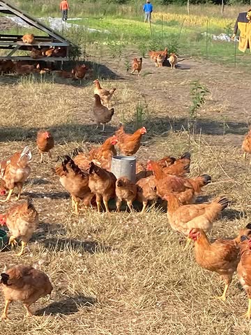 **🐔 Er zijn er nog enkele over : onze biologische vleeskippen recht van de boerderij! 🐔**
📍 **Te koop op de boerderij**
🗓️ Zaterdag 20/06,
🕘 09:00 – 13:00

✨ Wat kan je kopen?
🔹 Hele & versneden kippen
🔹 Filets, bouten & vleugeltjes
🔹 Karkassen & levertjes
📩 Bestellen? Mail naar **[info@samenopdreef.be](mailto:info@samenopdreef.be)**
📦 Vermeld je gewenst gewicht (voor hele kip)
👉 Kom langs en proef het verschil!

\#biokip #rechtvanhetveld #samenopdreef #biologischvlees #tourentaxis boerderijwinkel Minder weergeven