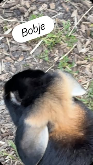 🐰 Een nieuwe, lieve inwoner bij Samen op Dreef: Bobje! 💚
Maak kennis met ons nieuwste vriendje: een schattig konijntje! 🥰
Nieuwsgierig, zacht en nu al helemaal thuis tussen al het groen. We zijn heel blij met deze kleine aanwinst en kijken ernaar uit om hem rustig te zien opgroeien.
Welkom op Samen op Dreef, kleine pluizenbol! 🌿🐇

🐰 Bienvenue à notre nouveau petit habitant de Samen op Dreef : Bobje ! 💚
Nous vous présentons notre nouveau petit compagnon : un adorable lapin qui a déjà conquis nos cœurs. 🥰
Curieux, tout doux et déjà bien à l’aise dans son nouvel environnement, Bobje découvre petit à petit son nouveau chez-lui parmi toute la verdure.
Nous sommes très heureux de l’accueillir et avons hâte de le voir grandir et profiter de la vie à Samen op Dreef.
Bienvenue parmi nous, petite boule de poils ! 🌿🐇
