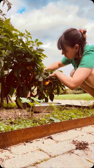 Salsa habanero du jardin au taco 🌶️
 Fruitée, parfumée… et intense 🔥
 Quand est-ce que tu viens la goûter ? 👀  #habanero #salsa #taco #potager #faitmaison