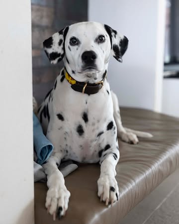 International dog day, meet Marie-Jeanne. De familie's trouwste mascotte!

#VerschilFarmToTable #GaultMillau #GaultMillauBelgium #FarmToTable #verschilnaturelle #foodie #freshproduce #localfoodlover #sustainablefood #farmersofbelgium #seasonaleats #michelinguide