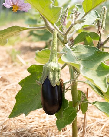 Farm-to-table. Letterlijk. Beter wordt het niet.

#VerschilFarmToTable #GaultMillau #GaultMillauBelgium #FarmToTable #verschilnaturelle #foodie #freshproduce #localfoodlover #sustainablefood #farmersofbelgium #seasonaleats #michelinguide