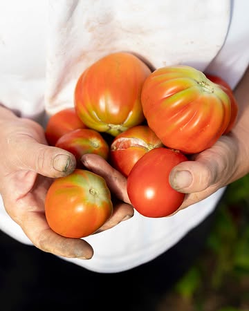 🍅 **DE TOMAAT**

Van eind mei tot ongeveer oktober groeien tomaten volop van onze eigen bodem. En wat een variëteit! Van kleine, zoete kerstomaatjes tot sappige vleestomaten en kleurrijke oude rassen — elk met hun eigen smaak, vorm en karakter.

Bij ons krijgt de tomaat dan ook alle ruimte om te schitteren. ❤️

🍅 Proef ze in onze **tomaat-burrata**
🦐 Geniet van de klassieker **tomaat-crevette**
🥫 Of neem de smaak mee naar huis met onze **huisgemaakte passata**, gemaakt van heerlijke tomaten.

Van veld tot bord — puur, lokaal en vooral héél lekker.

#tVerschil #farmtotable #gaultmillau #Seizoensgroenten