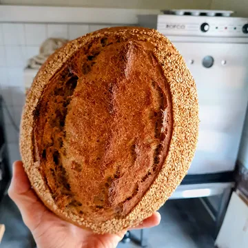 Tijd om een nieuw broodje te introduceren: eenkoren-tarwe. Eenkoren is een oergraan dat reeds in 7600 v. Chr. In Mesopotamië verbouwd werd en zich kenmerkt door het feit dat er slechts één graantje per aar groeit. Het is een puur graan, niet-gehybridiseerd met als doel meerdere graantjes per aar te laten groeien met een grotere opbrengt tot gevolg. Het eiwitgehalte van het eenkorenmeel is hoog, het glutenpercentage laag en de smaak wat nootachtig.

Nog een tof weetje hierbij: in de ijsmummie Ötzi werden resten van eenkoren teruggevonden. Dopen we dit brood het ‘Ötzi-brood’ 🙂?

En nog wat Ötzi-nieuws om het weekend in te gaan: https://www.demorgen.be/tech-wetenschap/oeroude-gist-uit-het-lichaam-van-ijsmummie-otzi-maakt-5-300-jaar-later-zuurdesembrood~b11bfa91/?referrer=https%3A%2F%2Fwww.google.com%2F

#desembrood
#microbakery
#zottegem
#ötzi