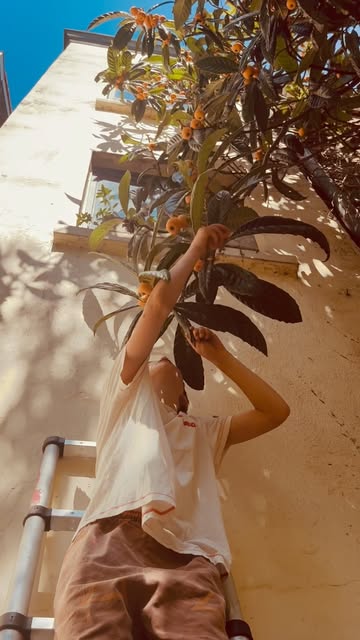 The abundance is real 🙌
The Loquat (Japanse mispel) on our back yard terrace has been rewarding us with delicious sweet apricot like fruits.
Come and try it and enjoy the view and cool breezes in the shade of the trees.