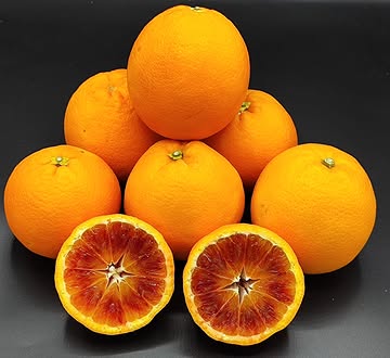 La Tarocco Sciara :
La culture des oranges sanguines est un exercice d'équilibriste en Belgique
Après les avoir toutes cultivées, seule la Tarocco donne un résultat proche de la perfection car elle offre cet équilibre parfait entre acidité noble et sucres complexes.
Afin de couvrir une saisonnalité étendue et des produits aromatiques distincts je cultive quatre variétés de Tarocco
•	Tarocco Jaune, la hâtive : Pour la subtilité et la douceur de son grain.
•	Tarocco Ippolito & Lempso : Pour la puissance de la pigmentation et la typicité sanguine.
•	Tarocco Tardive Sciara : Le sommet de la saison.
Je l’ai choisie pour la similitude de climat , originaire des coteaux volcaniques de l'Etna. Son nom même évoque la "Sciara", ces coulées de lave refroidies où elle puise une force minérale unique. Pour que les anthocyanes — ces pigments qui donnent à la chair sa couleur rubis et ses propriétés antioxydantes — s'expriment, l'arbre a besoin d'un choc thermique. Il lui faut des nuits hyper froides suivies de journées lumineuses. C’est précisément ce stress thermique, proche des conditions siciliennes d'altitude, qui force la plante à synthétiser son pigment rouge.
L'Analyse Technique :
Le verdict du réfractomètre est tombé hier pour la Sciara : 12,3° Brix.
C'est un score remarquable pour une orange cultivée sous nos latitudes. Ce taux de sucre n'est pas seulement une garantie de douceur ; c'est l'indicateur d'une densité de saveurs capable de soutenir les notes de framboise et de cerise typiques de la Sciara. À 12,3° Brix, on quitte le monde du fruit de bouche standard pour entrer dans celui de la haute gastronomie, là où le fruit se suffit à lui-même.
#MichelinGuide #MichelinStar #EtoileVerte #GreenStar #GaultMillau #GaultMillauBelgium #ChefLife #FineDining #Gastronomy #HauteGastronomie #AgrumesBrumenil #MadeInBelgium #BelgianChef #FarmToTable #ChefSelection #BotanicalExcellence