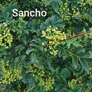 La récolte s'annonce abondante
Notre sélection experte pour la gastronomie :

 Sichuan (Zanthoxylum bungeanum) : L'incontournable. Un profil boisé et floral avec une puissance anesthésiante marquée. Parfait pour structurer un plat.

 Sancho (Zanthoxylum piperitum) : L'élégance japonaise. Une attaque vive, fraîche et citronnée, rappelant directement la feuille de yuzu ou le shikuwasa vert.

 Timut (Zanthoxylum armatum) : L'explosion népalaise. Un profil aromatique dominant de pamplemousse et de fruit de la passion, d'une grande persistance.

 Baies de Corée : Une attaque franche, citronnée et légèrement boisée, offrant une longueur en bouche complexe pour les accords les plus subtils.

Des épices de haute précision, sourcées pour répondre à l'exigence des chefs.

#AgrumesBrumenil #FauxPoivres #Zanthoxylum #Sichuan #Sancho #Timut #PoivreDeCoree #HauteGastronomie #ChefsEtoiles #Botanique #Rutaceae