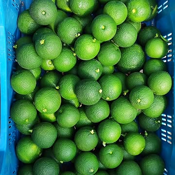 Début des récoltes : Sudachi vert, Citron Caviar et Poivre du Sichuan
La saison s'accélère chez Agrumes Brumenil. J’entame la récolte de trois produits d'exception.
•	Sudachi vert : Cueilli à ce stade de maturité précis pour garantir une acidité tranchante et un profil aromatique d'une intensité maximale.
•	Citron Caviar : Des perles croquantes, gorgées d'huiles essentielles, prêtes à apporter une vivacité et une texture uniques à vos assiettes.
•	Poivre du Sichuan : Récolté au pic de sa concentration pour délivrer sa complexité florale et son engourdissement électrique caractéristique.
Une production sur mesure, fraîchement récoltée pour répondre aux standards de la haute gastronomie.
#AgrumesBrumenil #Sudachi #CitronCaviar #PoivreSichuan #HauteGastronomie #TerroirBelge #ChefsEtoiles
Harvest Season Updates: Green Sudachi, Finger Limes, and Sichuan Pepper
The season is accelerating at Agrumes Brumenil. I am now beginning the meticulous harvest of three key botanical products.
•	Green Sudachi: Picked at this exact stage of maturity to guarantee sharp acidity and a remarkably intense aromatic profile.
•	Finger Limes: Crisp pearls, bursting with essential oils, ready to deliver unique texture and brightness to your dishes.
•	Sichuan Pepper: Harvested at its peak concentration to provide its floral complexity and signature electric tingling sensation.
Bespoke produce, freshly harvested to meet the rigorous technical demands of fine dining.
#AgrumesBrumenil #Sudachi #FingerLimes #SichuanPepper #FineDining #BelgianTerroir #MichelinChefs