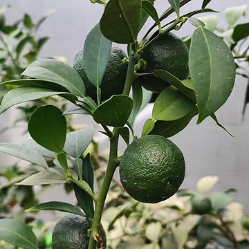 Précommandes ouvertes : Yuzu Vert & Limes de Tahiti
La prochaine étape de la saison approche. Les précommandes sont officiellement ouvertes pour nos futures récoltes :
•	Yuzu Vert : Pour garantir la puissance aromatique et la richesse en huiles essentielles à ce stade précis de maturité, la récolte de cette année sera strictement plafonnée à 100 kg.
•	Limes de Tahiti : Disponibles prochainement, également en volumes très restreints.
Ces agrumes étant produits avec une exigence absolue et en quantités limitées, les réservations sont obligatoires pour sécuriser vos approvisionnements.
Contactez-moi dès maintenant pour allouer vos volumes.
#AgrumesBrumenil #YuzuVert #LimeDeTahiti #Precommande #HauteGastronomie #ChefsEtoiles #TerroirBelge #AgrumesException
Pre-orders Open: Green Yuzu & Tahiti Limes
The next phase of the season is approaching. Pre-orders are officially open for our upcoming harvest:
•	Green Yuzu: To guarantee maximum aromatic power and essential oil yield at this specific ripeness stage, the harvest will be strictly capped at 100 kg.
•	Tahiti Limes: Available soon, also in highly restricted volumes.
As these exceptional botanicals are produced to exacting standards in limited quantities, reservations are mandatory to secure your supply.
Contact me now via direct message to allocate your volumes.
#AgrumesBrumenil #GreenYuzu #TahitiLime #Preorder #FineDining #MichelinChefs #BelgianTerroir #RareCitrus