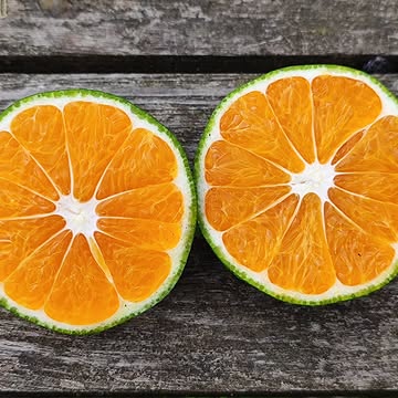 Satsuma O Hara