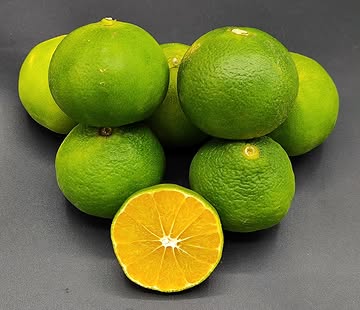 Satsuma myiagawa