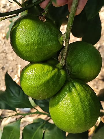 I am starting the first harvests of green bergamot
