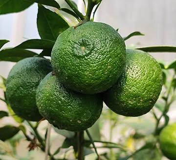 Le Komatsu Sadao est une variété spécifique de yuzu qui me donne des fruits pour la première fois.

Ce cultivar est techniquement reconnu pour sa teneur particulièrement élevée en composés aromatiques. Cette concentration supérieure en fait l'une des variétés les plus célèbres pour l'intensité et la qualité de son parfum.