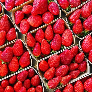 🌞🍓 Elles sont rouges, elles sont juteuses, et elles annoncent (enfin) le retour du printemps ! 🌸
Ca y est, les gariguettes de pleine terre sont là ! 🌞🍓
On vous prévient : une fois que vous y aurez goûté, impossible de leur résister… (On a essayé, on n’a pas réussi 😏).

👉 Venez faire le plein de bonne humeur et de fraîcheur sur nos étals !

#GariguettesAddict #FruitsDeSaison
__

🍓🌞 Ze zijn rood, ze zijn sappig, en ze kondigen (eindelijk) de komst van de lente aan! 🌸

Daar zijn ze dan: de vollegronds gariguettes! 🌞🍓
We waarschuwen je: één hap en je bent verkocht… (We hebben het geprobeerd te weerstaan, maar zonder succes 😏).

👉 Kom langs en vul je mandje met goed humeur en verse lekkernijen!

#GariguettesVerslaving #SeizoensFruit