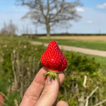 Ca y est ! Les fraises 🍓🍓 du @domainelafalize à Rhisnes sont de retour avec les premières vraies semaines de saison.

BIO, Cultivées en pleine terre, récoltées à maturité et rouges jusqu’au cœur.

Selon la météo et les récoltes, les quantités changent chaque semaine.

__🍓🍓__
De aardbeien van @domainelafalize uit Rhisnes zijn terug, met de eerste échte weken van het seizoen.

Vollegrond, rijp geoogst en rood tot in het hart.

Afhankelijk van het weer en de oogst veranderen de hoeveelheden van week tot week.