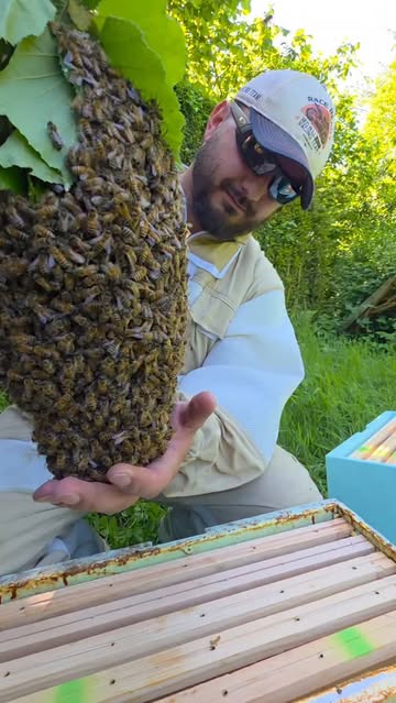 Just love 🐝
#apiculture #abeilles #essaim #nature