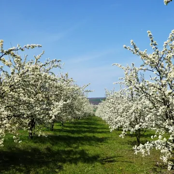 🌸🌳Probablement le plus beau moment pour visiter la Cidrerie...

Rendez-nous visite les samedi 18 et dimanche 19 avril à 11h pour découvrir nos vergers en fleurs et visiter notre cidrerie.
Les places sont limitées : sur réservation uniquement via la billetterie ci-dessous.

🎫 https://www.billetweb.fr/vergers-en-fleurs-a-la-cidrerie-du-condroz