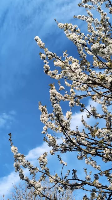 Le cidre commence ici... 🌿

Une nature qui explose, et tout un monde qui se met au travail🐝

Un spectacle enchanteur dont nous ne pouvons être que les humbles spectateurs.

Laisser faire, et savourer dans un an et demi. 🍾