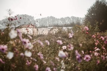 Bijen en biodynamische boeren hebben een bijzondere band. Ook op de Kollebloem hebben we sinds kort weer bijen, in een kast én in een korf van roggestro.
Op onze opendeurdag van 12/09 kan je er meer over leren in de yurt.
Barend Weyens, één van de trekkers van de Werkgroep Biodynamisch Imkeren, geeft een lezing over het wonder van de bij.
Schrijf je in via: https://www.kollebloem.be/opendeurdag-2026