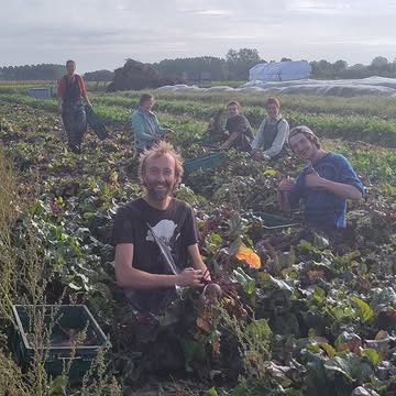 Gisteren haalden we rode bieten binnen op de oogstdag van vzw Papaver. Een vrolijke bende moedige oogsters aan het werk om te proeven van de biodynamische landbouw.
Wil je ook eens proeven van het boerenleven?
Doe dan mee met Toekomst Zaaien op zaterdag 17 oktober.
Schrijf je in via info@kollebloem.be