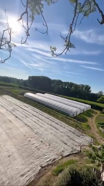 Bijzonder perspectief op onze boerderij. We kregen gisteren een video van de zomersnoei van onze oude es! Heel wat dood hout moest verwijderd worden. Machtig zicht :)