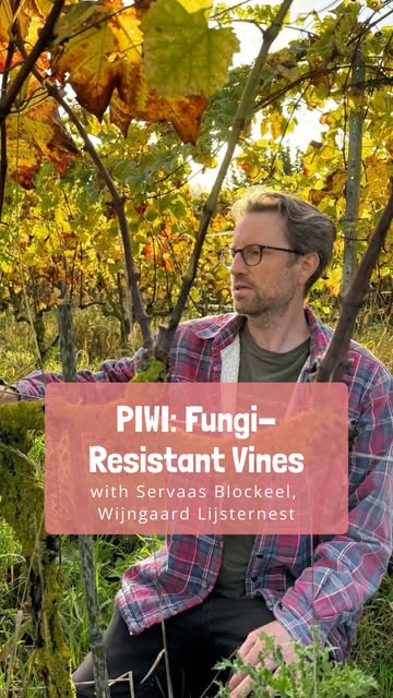 PIWI in Belgium 🍇
No Bordeaux mixture here. Just different genetics.
Servaas Blockeel grows PIWI grape varieties (naturally resistant to disease) at his estate, Wijngaard Lijsternest, in Otegem. His goal is to preserve the life of the soil, including its fungi, without the need for treatments.
Today, he is one of the leading figures in Belgium’s natural wine scene. Through his writing, he applies a rigorous scientific approach to questioning intensive farming practices and champions interspecific grape varieties, which he believes are better suited to today’s climatic and disease-related challenges.
All of his wines come from field blends, with several grape varieties planted, harvested, and vinified together. The result is a range of distinctive cuvées that have found an audience both in Belgium and abroad.